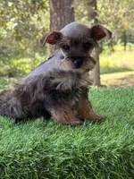 Molly, a female Miniature Schnauzer and Yorkshire Terrier for sale in Duncan, OK – Photo 4 of 6