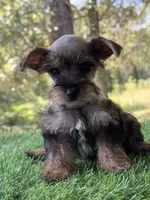 Molly, a female Miniature Schnauzer and Yorkshire Terrier for sale in Duncan, OK – Photo 5 of 6