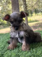 Molly, a female Miniature Schnauzer and Yorkshire Terrier for sale in Duncan, OK – Photo 3 of 6