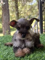 Molly, a female Miniature Schnauzer and Yorkshire Terrier for sale in Duncan, OK – Photo 6 of 6