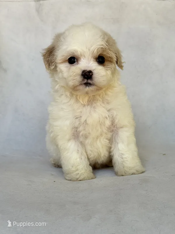 Max – Shihpoo puppy for sale in Duncan, OK