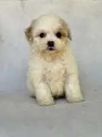 Max, a male Shihpoo for sale in Duncan, OK – 1 of 4