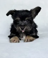 Raven, a male Miniature Schnauzer and Yorkshire Terrier for sale in Duncan, OK – 6 of 6