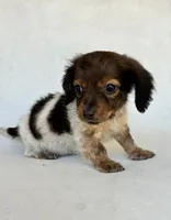 Daisy, a female Miniature Dachshund for sale in Duncan, OK – 5 of 5