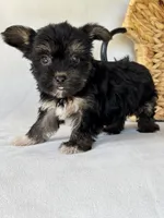 Heidi, a female Miniature Schnauzer and Yorkshire Terrier for sale in Duncan, OK – 2 of 5