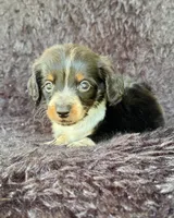 Hansel, a male Miniature Dachshund for sale in Duncan, OK – 5 of 7