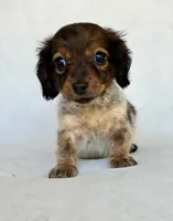 Daisy, a female Miniature Dachshund for sale in Duncan, OK – 3 of 5