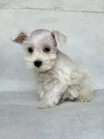 Lily, a female Miniature Schnauzer for sale in Duncan, OK – 4 of 5