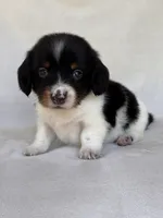 Slinky, a male Miniature Dachshund for sale in Duncan, OK – 7 of 8