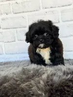 Molly, a female Shih Tzu and Poodle - Toy  for sale in Duncan, OK – 2 of 6