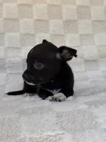 Chico, a male Chihuahua for sale in Duncan, OK – 8 of 8