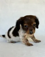 Daisy, a female Miniature Dachshund for sale in Duncan, OK – 4 of 5
