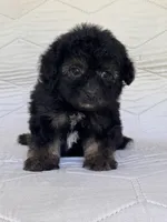 Bear, a male Yorkshire Terrier and Poodle - Toy  for sale in Duncan, OK – 5 of 7