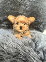 Lily, a female Yorkshire Terrier for sale in Duncan, OK – 5 of 7