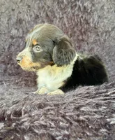 Hansel, a male Miniature Dachshund for sale in Duncan, OK – 4 of 7