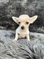 Squeak, a female Chihuahua for sale in Duncan, OK – 5 of 5