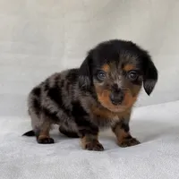 Gretel, a female Miniature Dachshund for sale in Duncan, OK – 7 of 7
