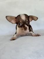 Rosco, a male Chihuahua for sale in Duncan, OK – 3 of 5