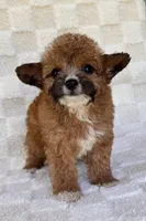 Goldie, a female Yorkshire Terrier and Poodle - Toy  for sale in Duncan, OK – 8 of 8