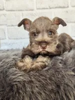 Sassy, a female Miniature Schnauzer for sale in Duncan, OK – 2 of 6