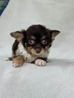 Gadget, a female Chihuahua for sale in Duncan, OK – 4 of 5