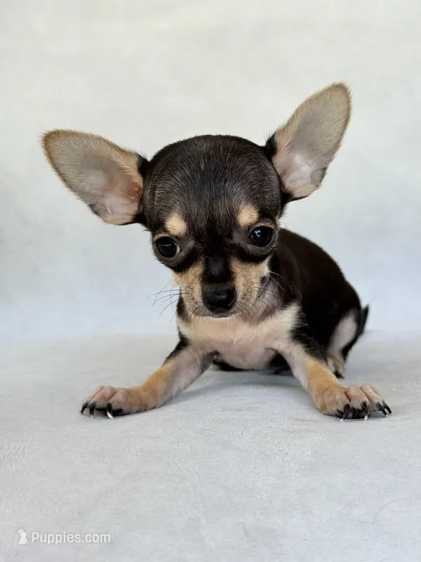 Gus – Chihuahua puppy for sale in Duncan, OK