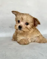 Lucy, a female Maltese and Yorkshire Terrier for sale in Duncan, OK – 2 of 6