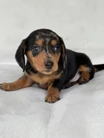 Daisy, a female Miniature Dachshund for sale in Duncan, OK – 3 of 4
