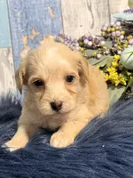 Cooper, a male Yorkipoo for sale in Duncan, OK – Photo 6 of 6