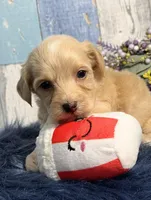 Cooper, a male Yorkipoo for sale in Duncan, OK – Photo 2 of 6