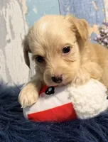 Cooper, a male Yorkipoo for sale in Duncan, OK – Photo 1 of 6