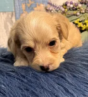 Cooper, a male Yorkipoo for sale in Duncan, OK – Photo 3 of 6