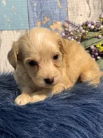 Cooper, a male Yorkipoo for sale in Duncan, OK – Photo 5 of 6