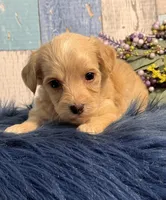 Cooper, a male Yorkipoo for sale in Duncan, OK – Photo 4 of 6