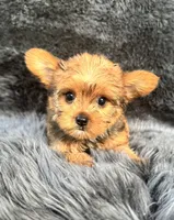 Lily, a female Yorkshire Terrier for sale in Duncan, OK – 2 of 7