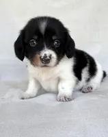 Slinky, a male Miniature Dachshund for sale in Duncan, OK – 2 of 8