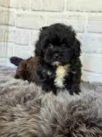 Baxter, a male Shih Tzu and Poodle - Toy  for sale in Duncan, OK – 7 of 7