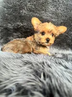 Lily, a female Yorkshire Terrier for sale in Duncan, OK – 7 of 7