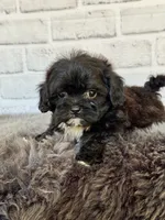 Molly, a female Shih Tzu and Poodle - Toy  for sale in Duncan, OK – 3 of 6