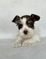 Dexter, a male Miniature Schnauzer for sale in Duncan, OK – 2 of 5