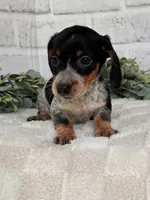 Bella, a female Miniature Dachshund for sale in Duncan, OK – Photo 5 of 5