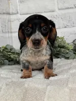 Bella, a female Miniature Dachshund for sale in Duncan, OK – Photo 4 of 5