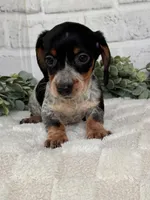 Bella, a female Miniature Dachshund for sale in Duncan, OK – Photo 1 of 5