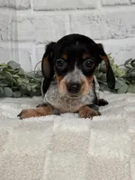 Bella, a female Miniature Dachshund for sale in Duncan, OK – Photo 3 of 5