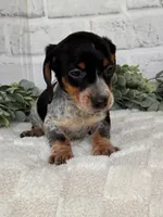 Bella, a female Miniature Dachshund for sale in Duncan, OK – Photo 2 of 5