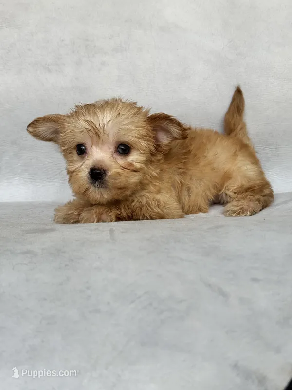 Lucy – Maltese, Yorkshire Terrier puppy for sale in Duncan, OK