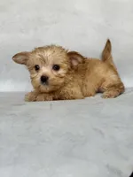 Lucy, a female Maltese and Yorkshire Terrier for sale in Duncan, OK – 1 of 6