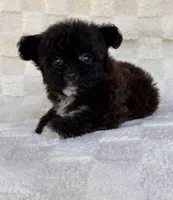 Lucy, a female Yorkshire Terrier and Poodle - Toy  for sale in Duncan, OK – 4 of 7