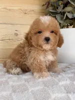 Charlie, a male Havanese and Poodle - Toy  for sale in Duncan, OK – Photo 5 of 6