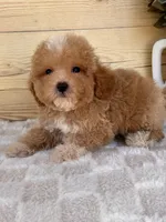 Charlie, a male Havanese and Poodle - Toy  for sale in Duncan, OK – Photo 3 of 6